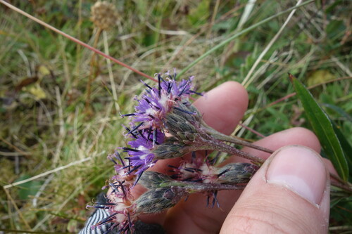 Image of Alpine Saw-Wort (Saussurea alpina) by (c) Aleksei Baushev, some rights reserved (CC BY)