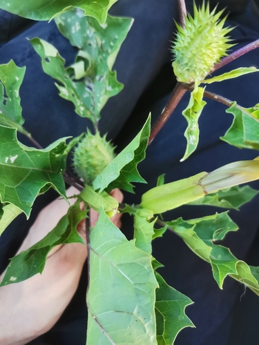 jimsonweed