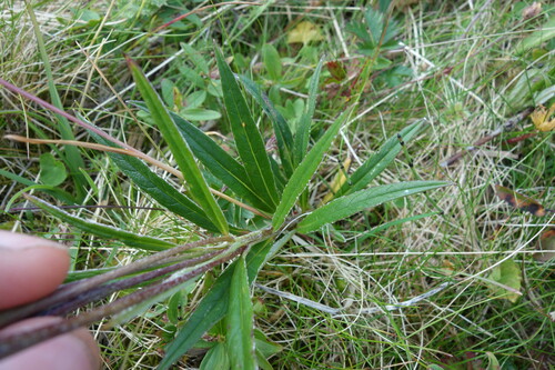 Image of Alpine Saw-Wort (Saussurea alpina) by (c) Aleksei Baushev, some rights reserved (CC BY)