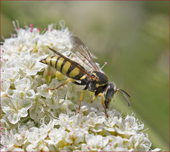 Bicyrtes capnopterus