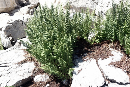 Image of Dryopteris villarii by (c) Wolfgang Jauch, some rights reserved (CC BY)