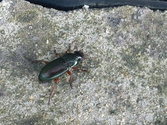 Harpalus affinis