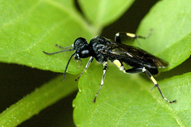 Drab Elder Strider