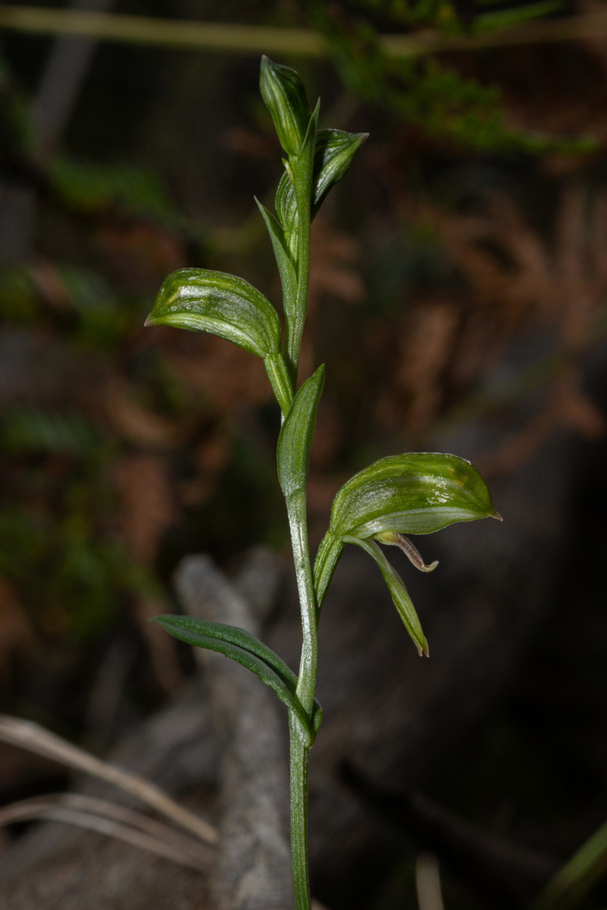 Pterostylis jonesii
