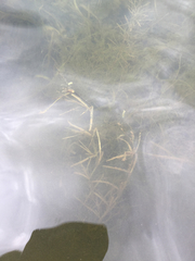 Potamogeton zosteriformis