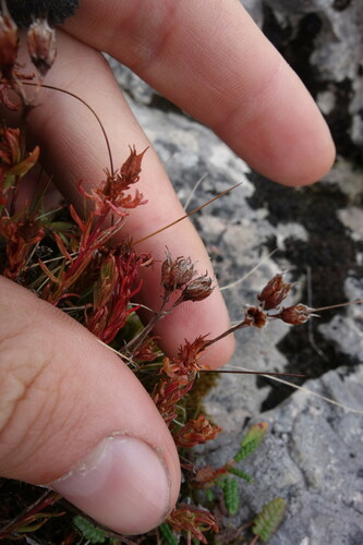 Rhodiola quadrifida, photograph 5