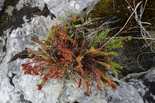 Rhodiola quadrifida, photograph 4
