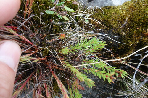Rhodiola quadrifida, photograph 6