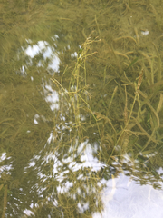 Potamogeton pusillus