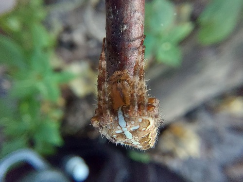 Cross Orbweaver