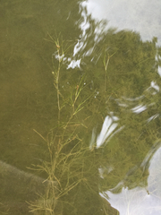 Potamogeton pusillus