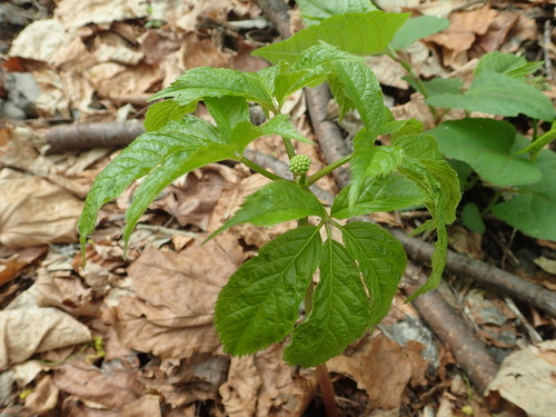 Panax japonicus iNat (2)