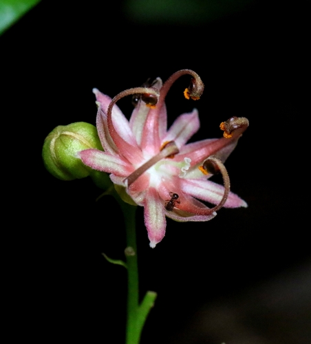 Illigera celebica (Illigera celebica)