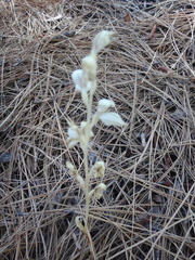 Cephalanthera austiniae