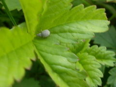 Foucartia squamulata