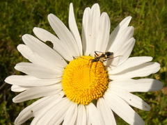 Alloeonotus egregius