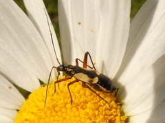 Alloeonotus egregius