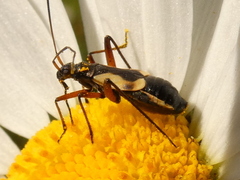 Alloeonotus egregius