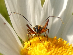 Alloeonotus egregius