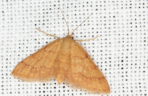 Idaea exilaria