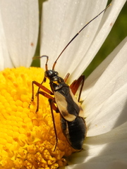 Alloeonotus egregius