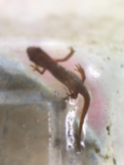 Pleurodelinae