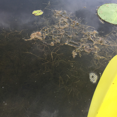 Potamogeton berchtoldii