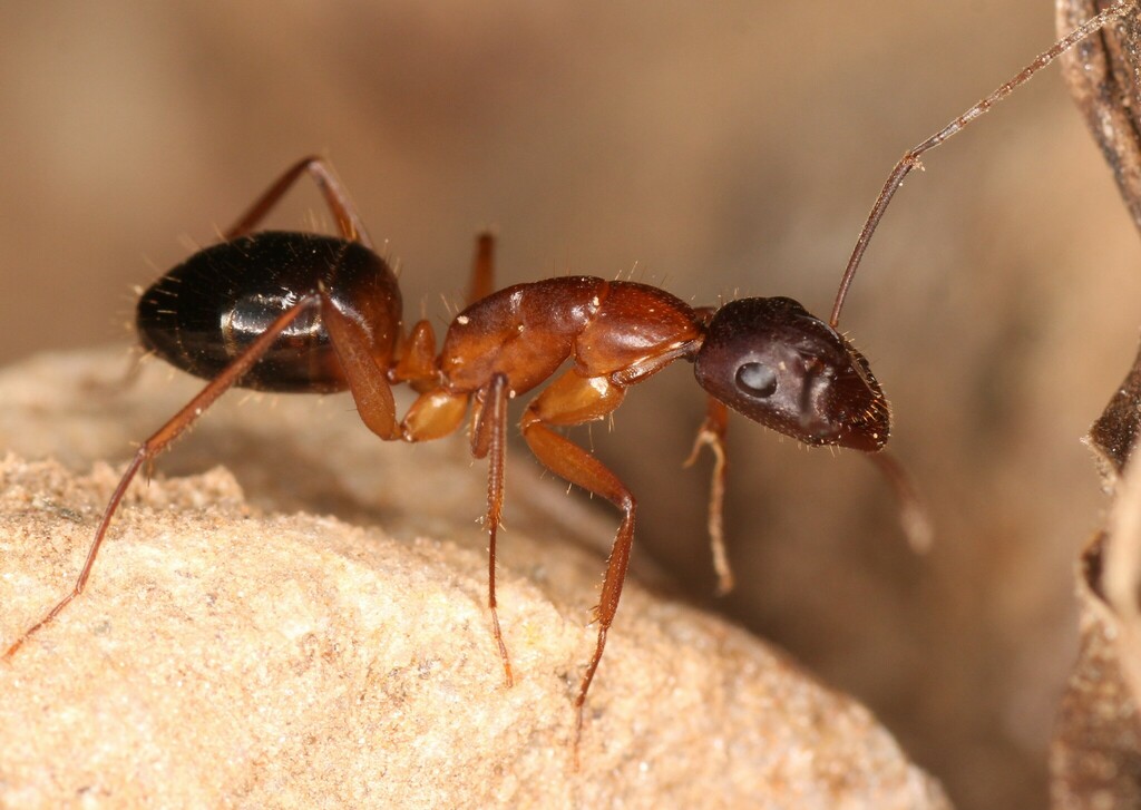Camponotus pilicornis