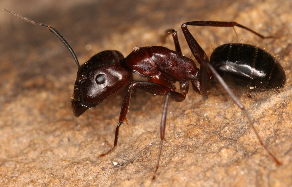 Camponotus sylvaticus