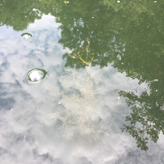 Potamogeton pusillus