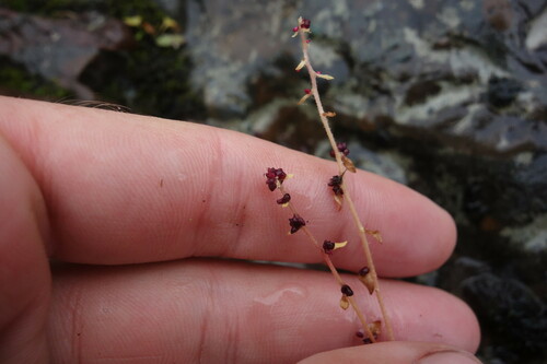 Image of Saxifraga cernua by (c) Aleksei Baushev, some rights reserved (CC BY)