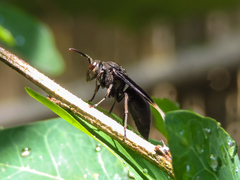 Parachartergus apicaloides