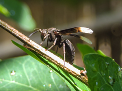 Parachartergus apicaloides