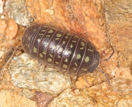 Armadillidium quinquepustulatum