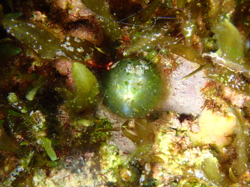 Valonia ventricosa observed 2024-08-31