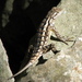Texas Spiny Lizard - Photo (c) Matthew High, some rights reserved (CC BY-NC)