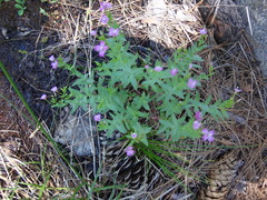 Epilobium glaberrimum glaberrimum