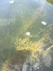 Potamogeton pusillus