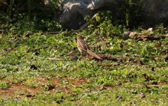Schoeniophylax phryganophilus