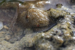 Pilumnus