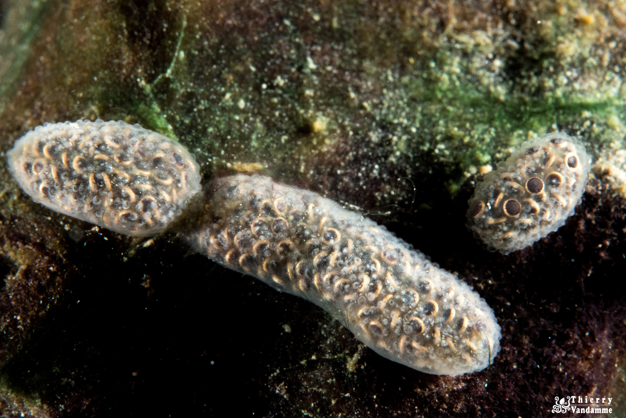 Cristatella mucedo Cuvier, 1798