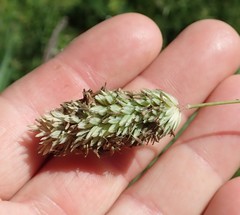 Phalaris californica