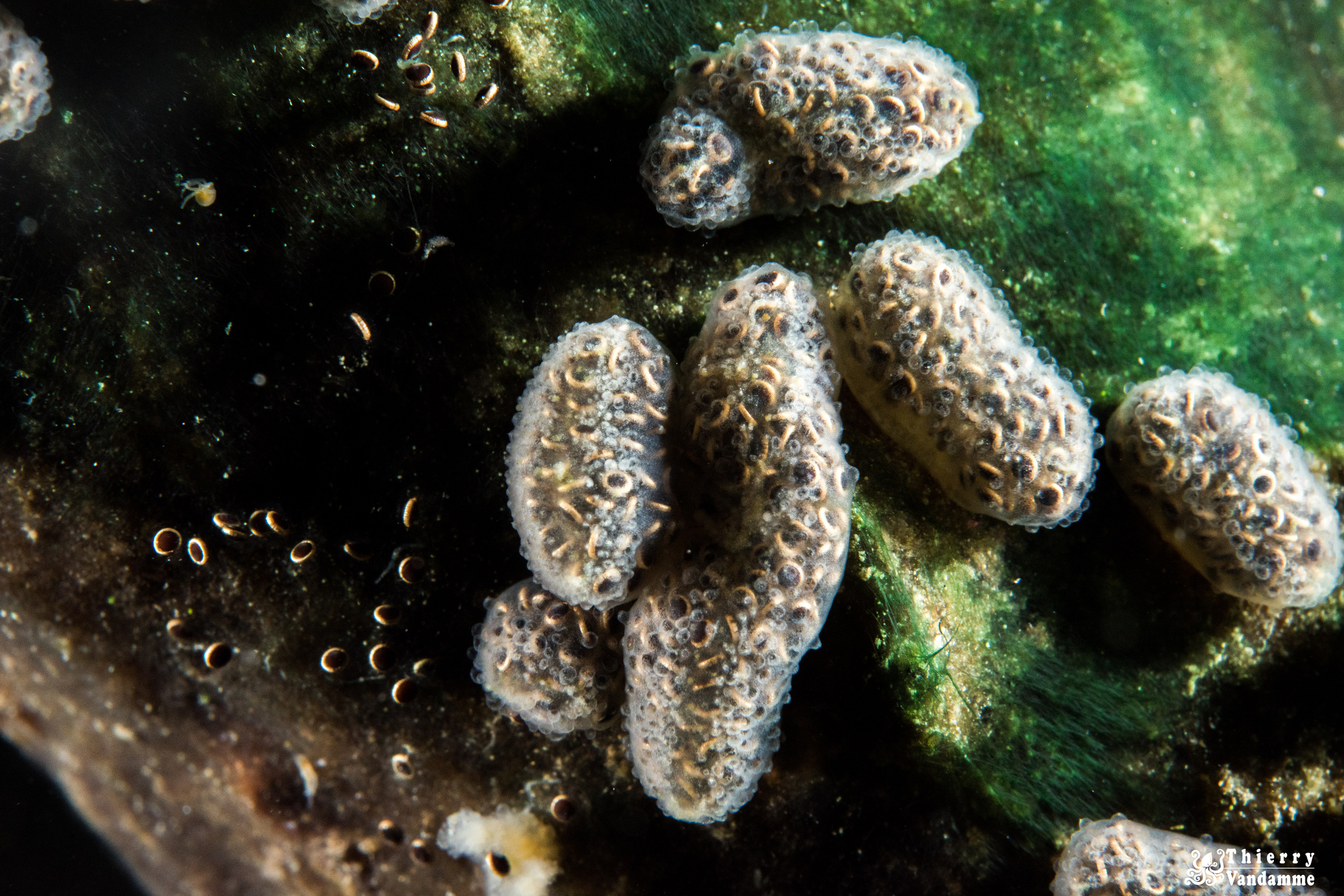 Cristatella mucedo Cuvier, 1798