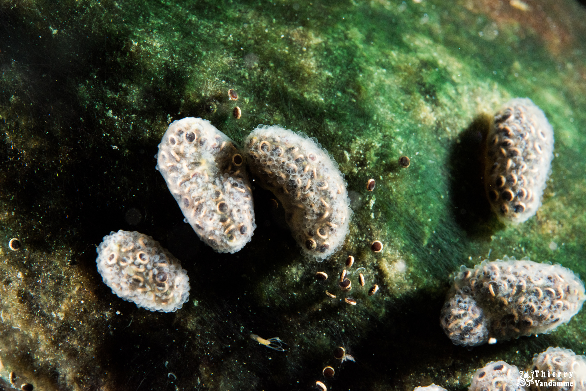Cristatella mucedo Cuvier, 1798
