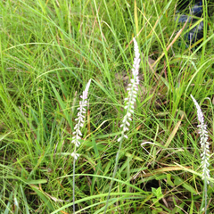 Polygala appendiculata