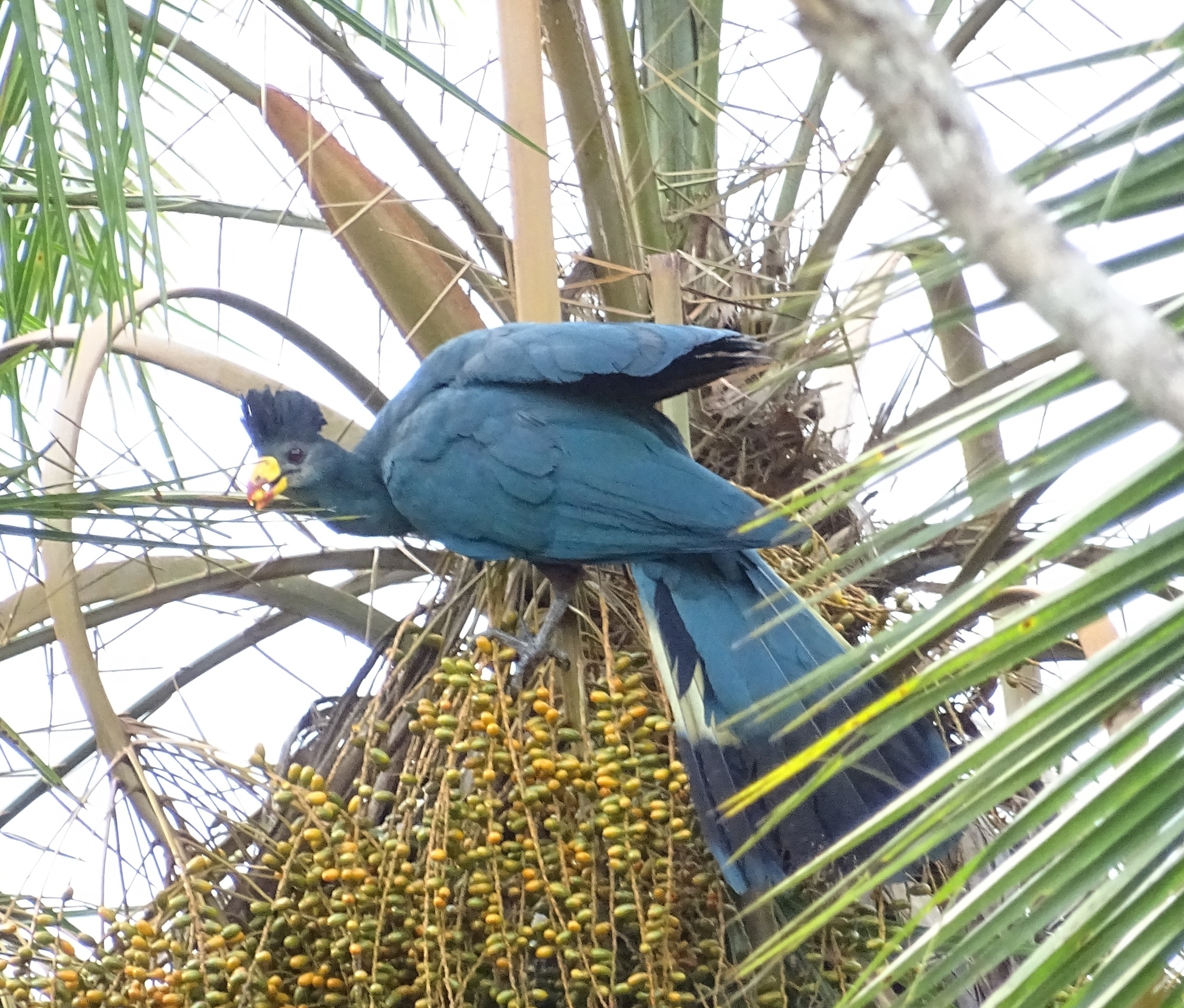 Great Blue Turaco illustration