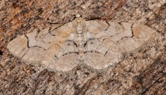 Iridopsis larvaria