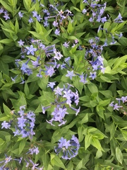 Amsonia tabernaemontana