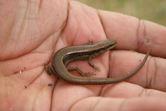 Taylor's Ground Skink photo 3
