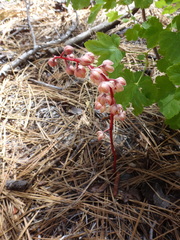 Pyrola aphylla